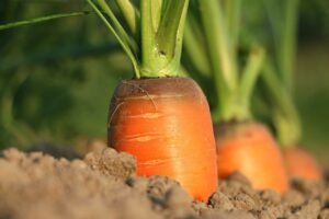 5 Best Juicer Recipes With Carrots